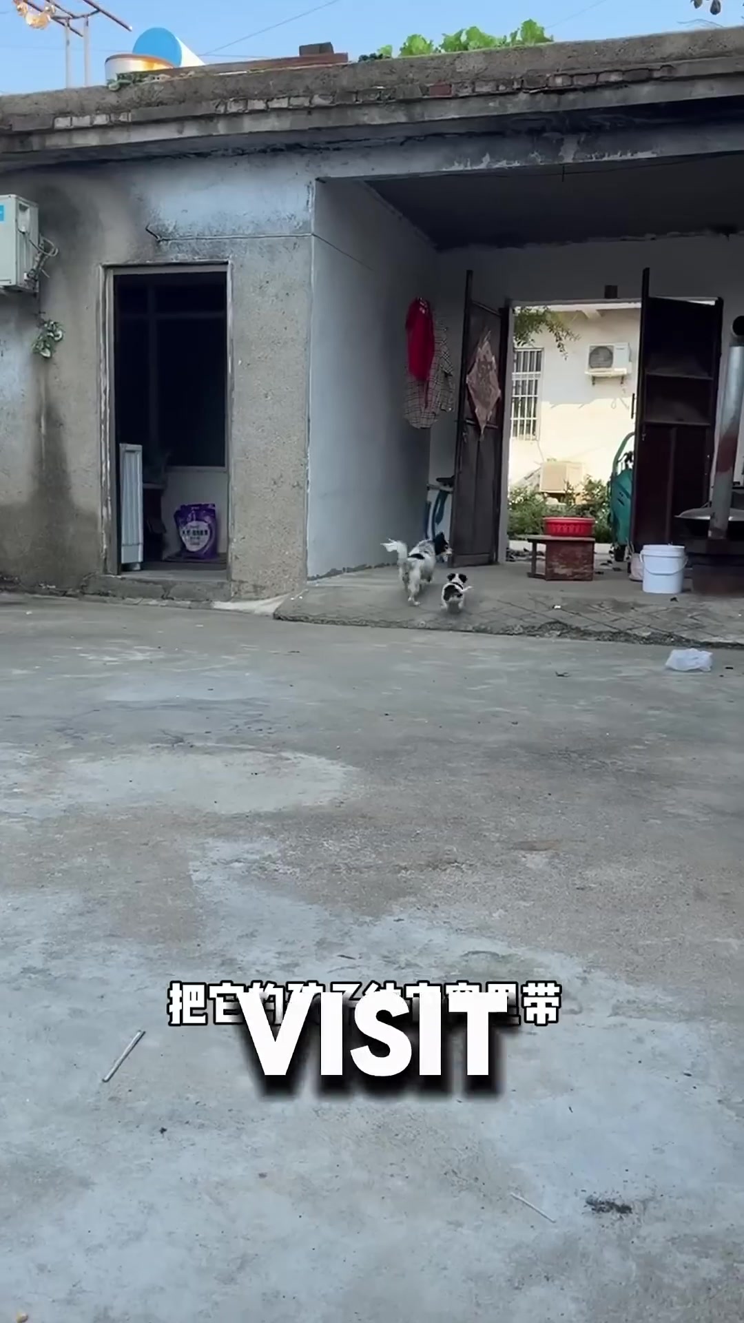 A stray mother dog peeking through a fence, visiting her puppy for the tenth time that day.