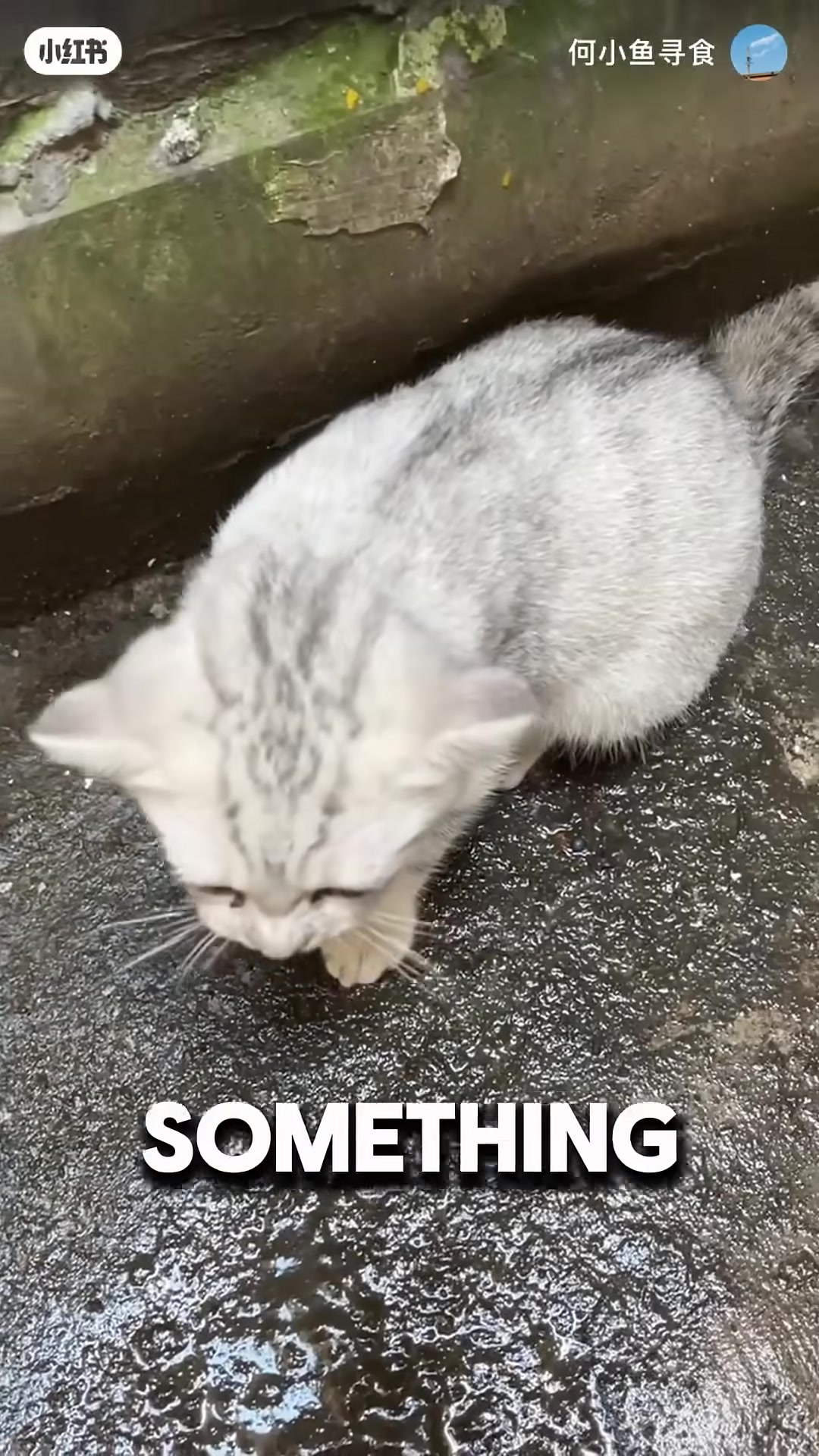 The girl spots the rubber band digging into the cat's neck.