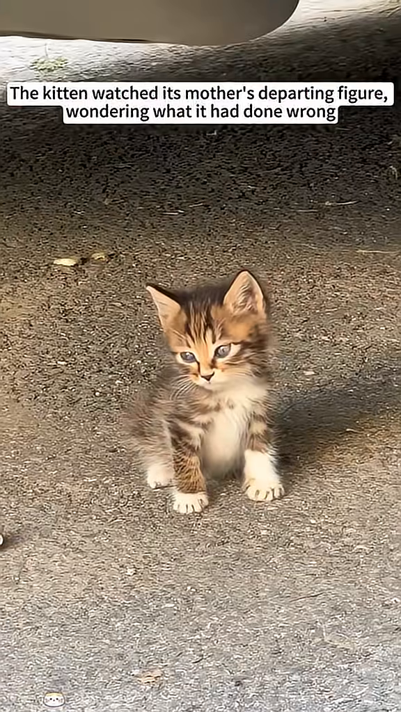A kitten is shown meowing plaintively from under a car.