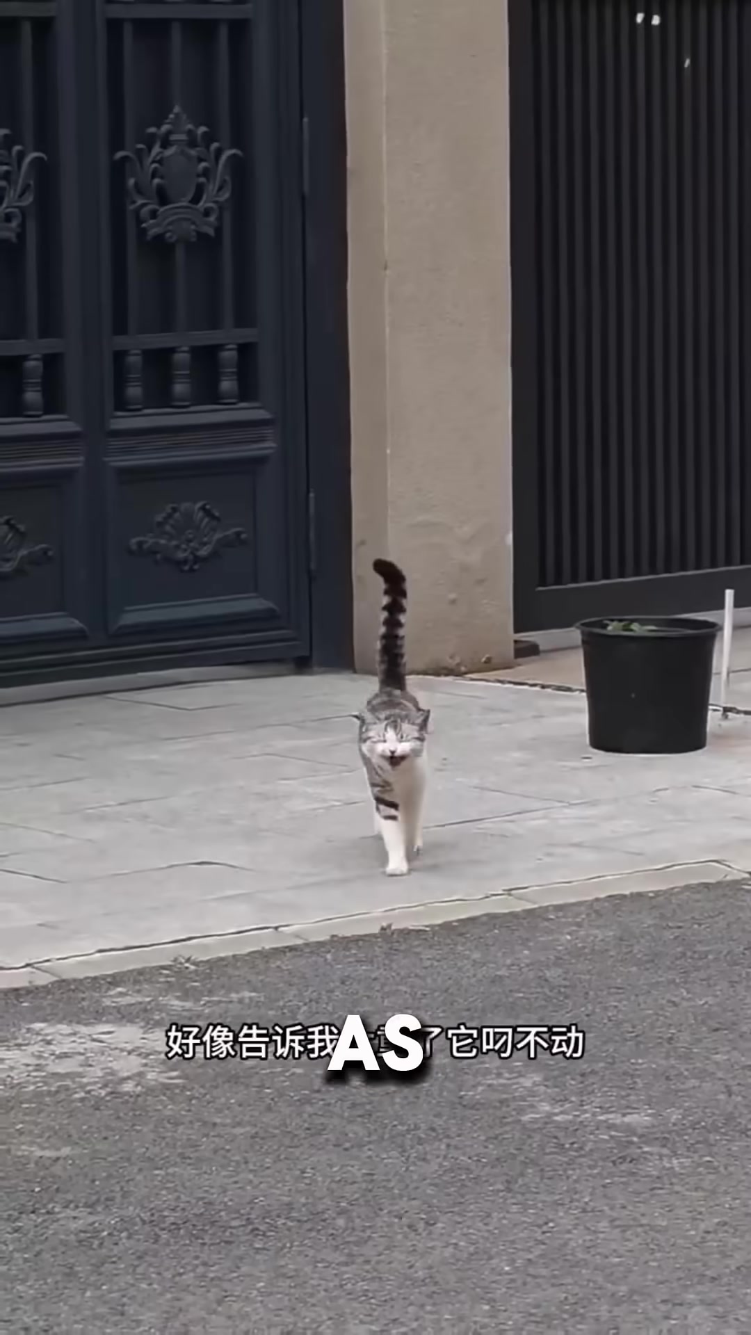 A stray cat carrying a tiny kitten in her mouth, looking up at a man with pleading eyes.