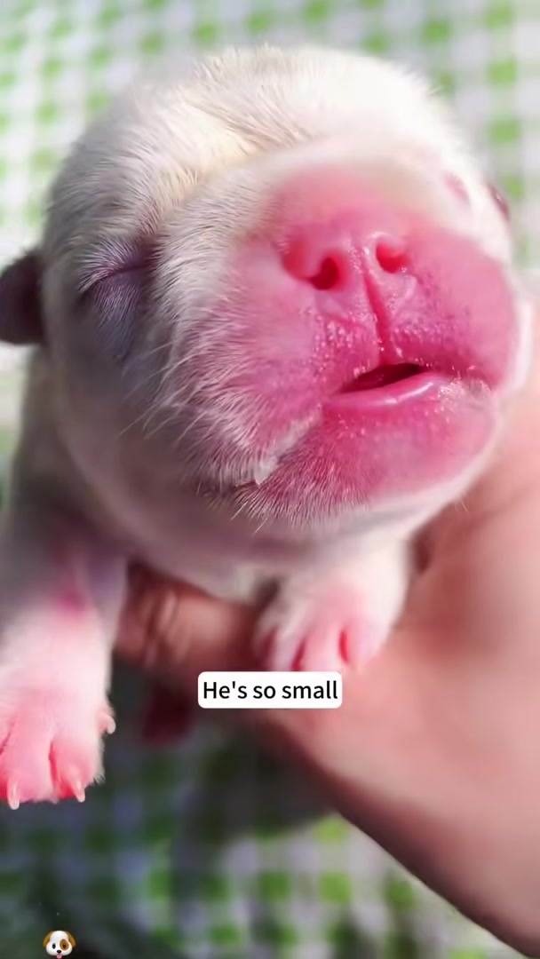Close-up of the tiny, newborn puppy's face, emphasizing its small size.