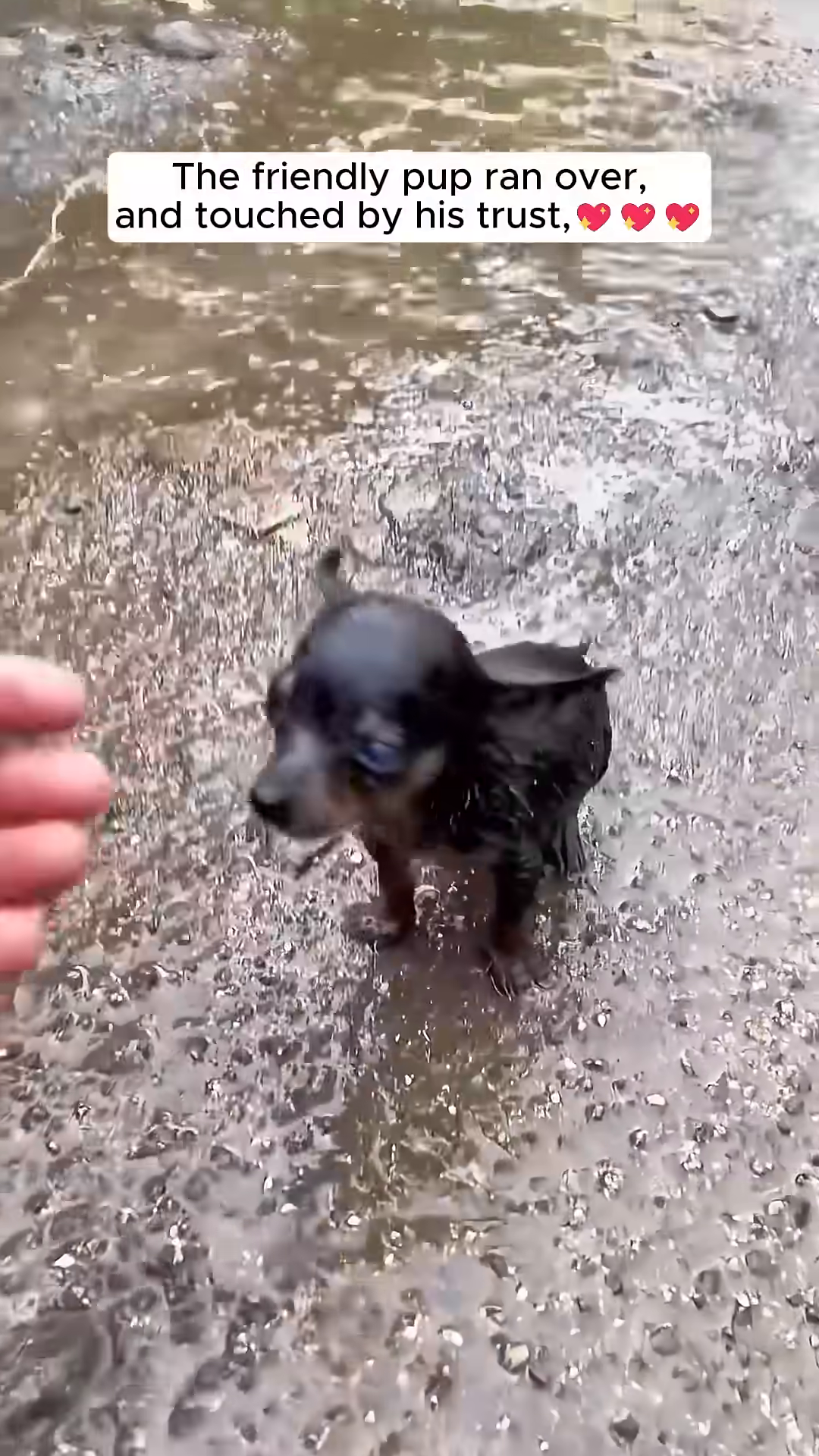 A hand reaches out to a small black puppy that is looking up with trust.