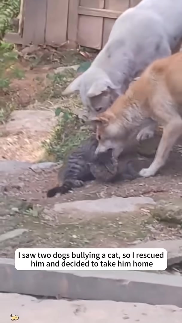 A cat lying motionless on the ground after being rescued.