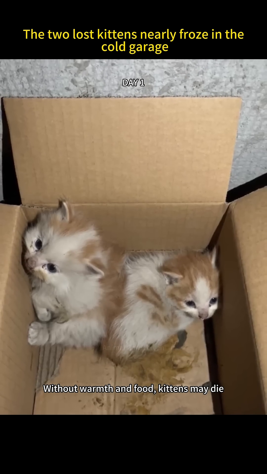 A close-up of the two kittens, looking frail and scared, nestled in a cardboard box.
