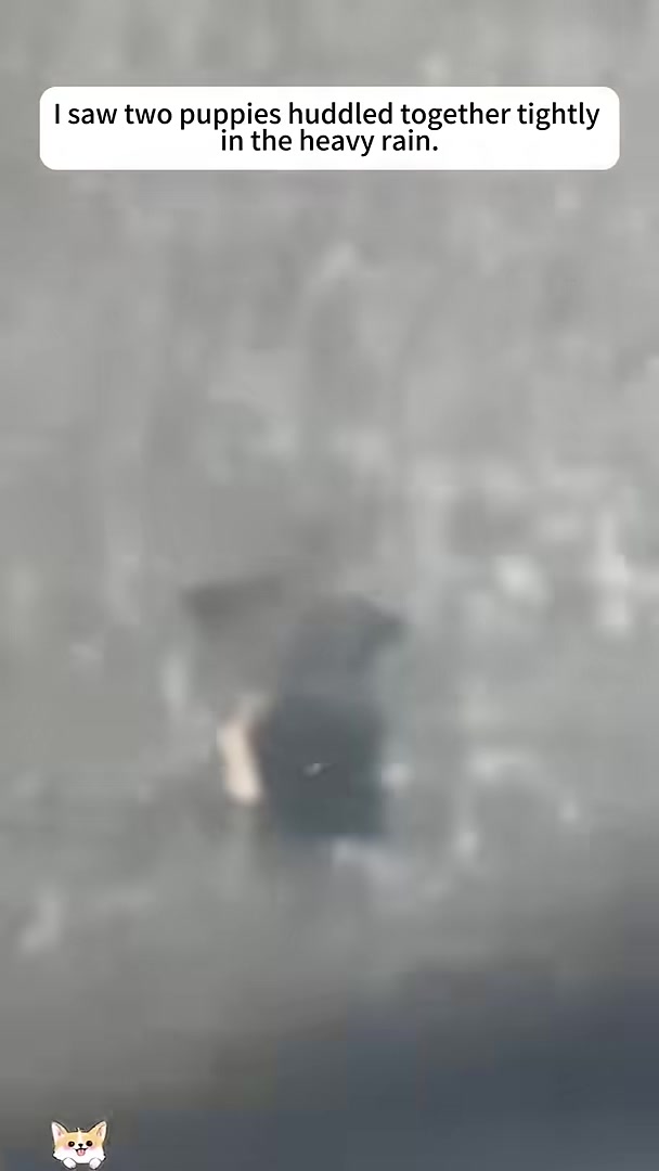 A person carrying two small puppies into a car.