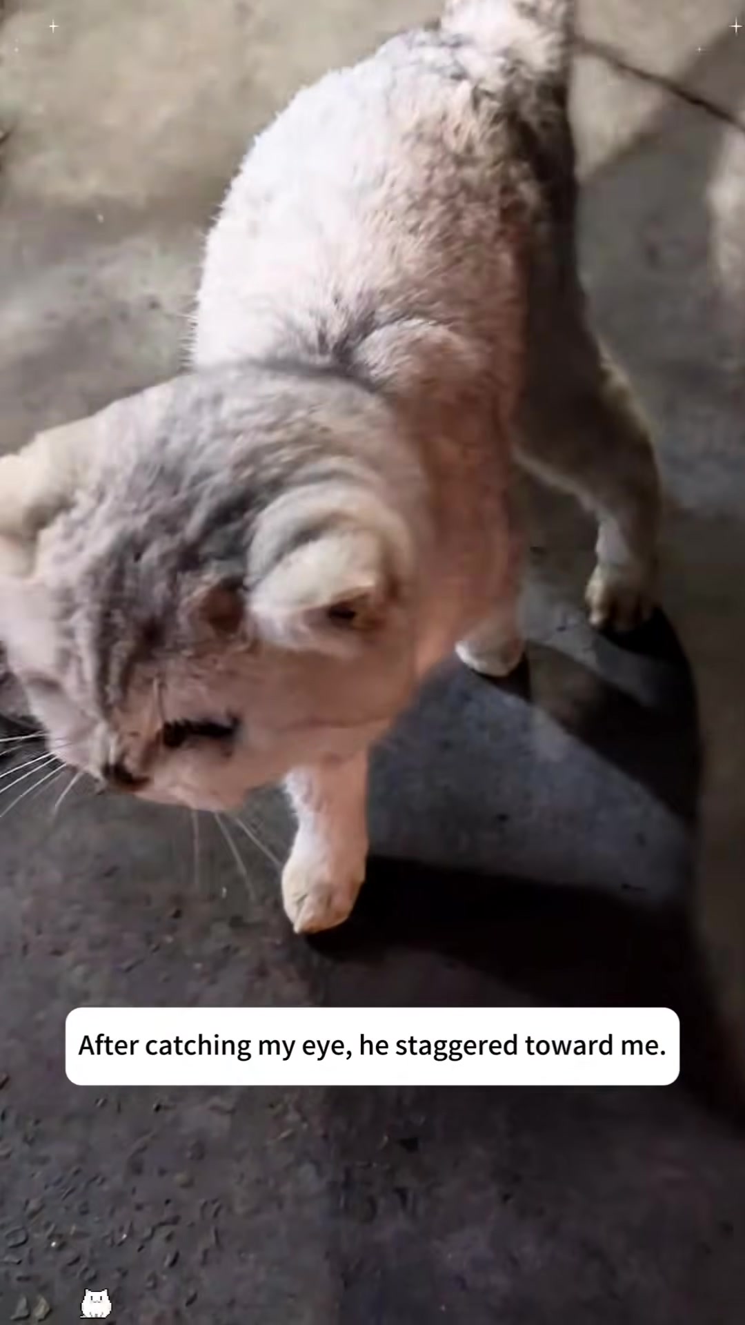 A person offering a plate of food to a stray cat on the street.