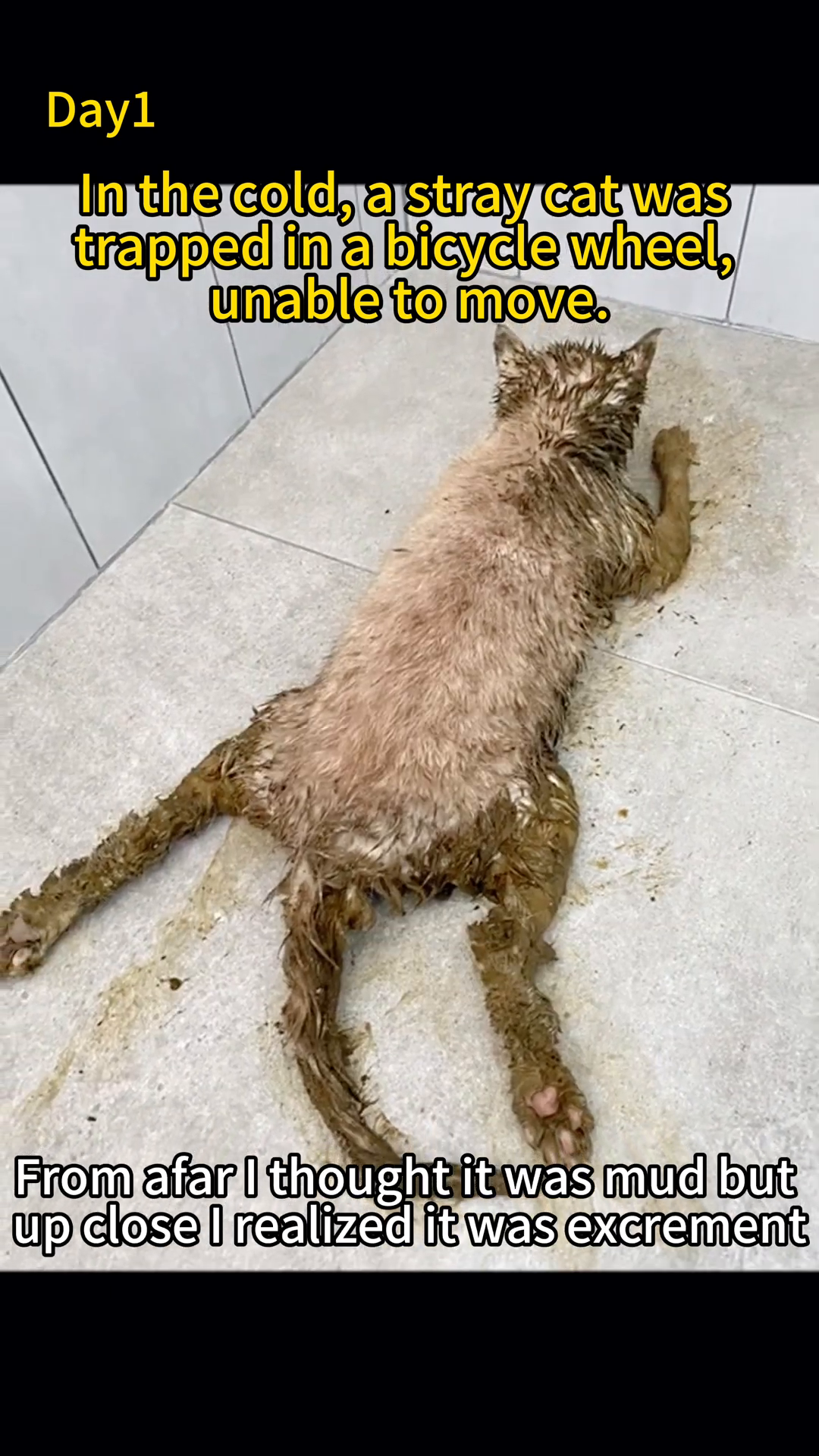 Close-up of the cat's legs stuck in the bicycle wheel and its body partially frozen to the ground.