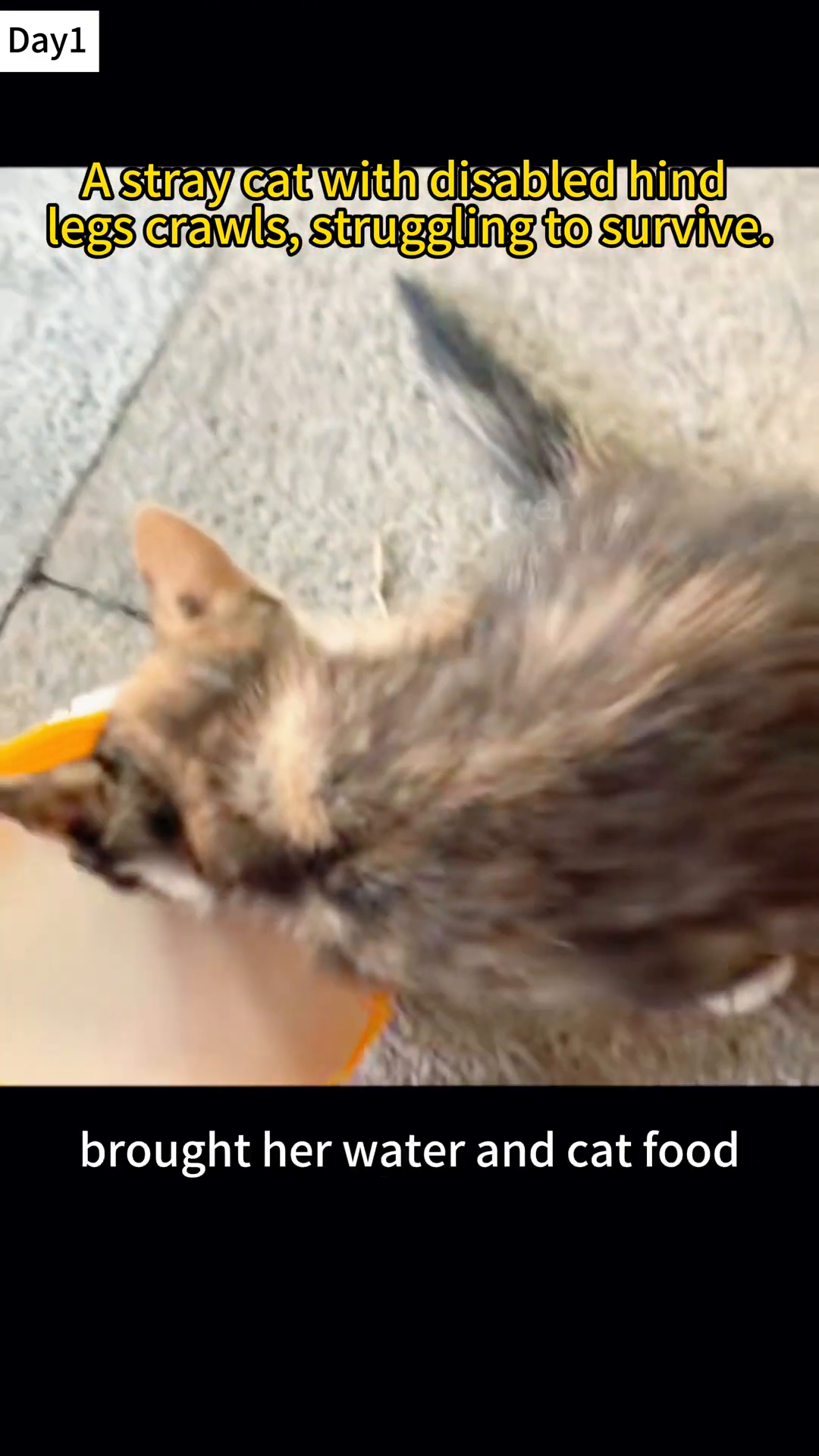 Close-up of a cat's hind legs showing injuries and the difficulty in movement.