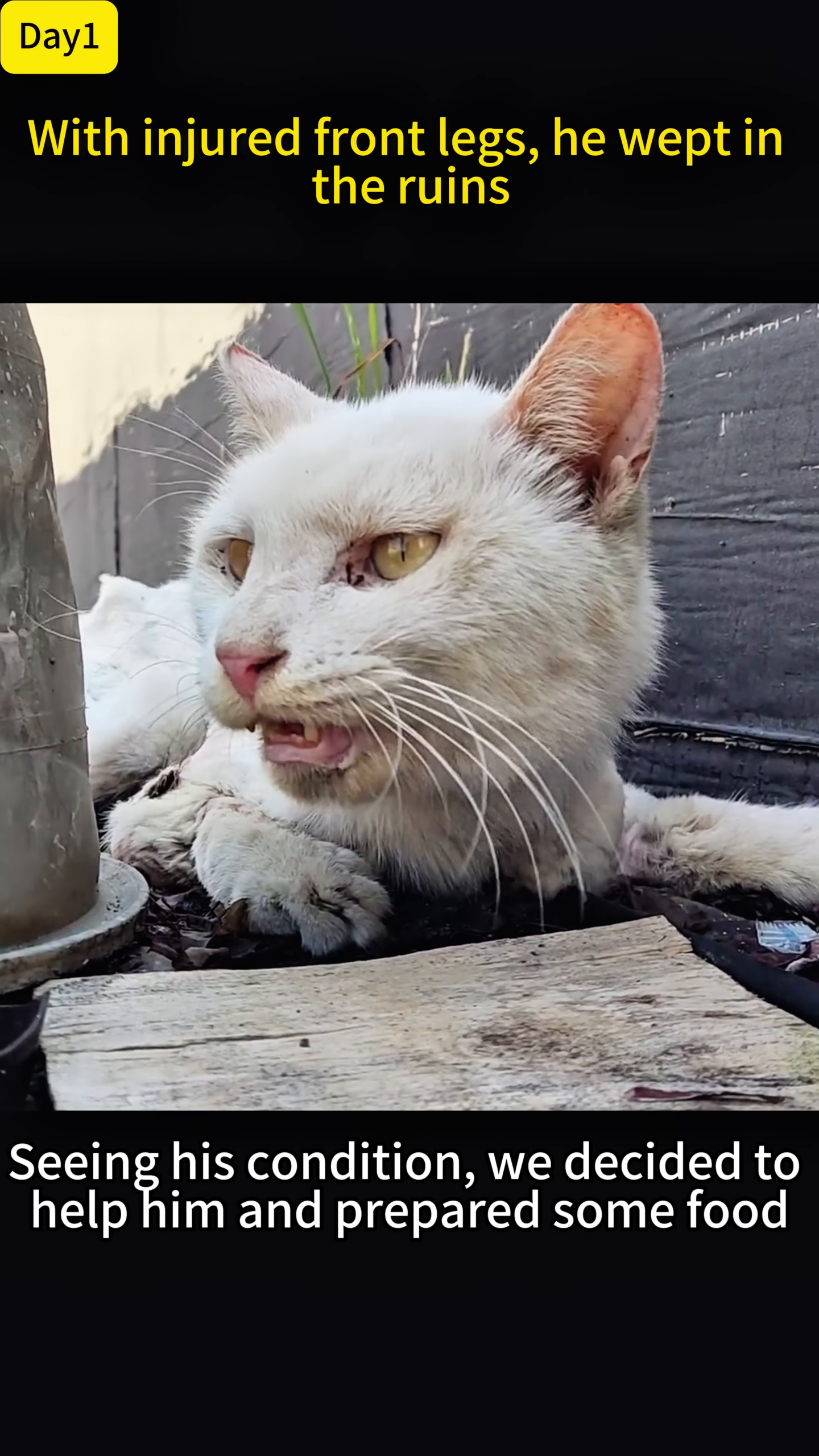 A bowl of cat food is placed near the injured cat, symbolizing the start of care.