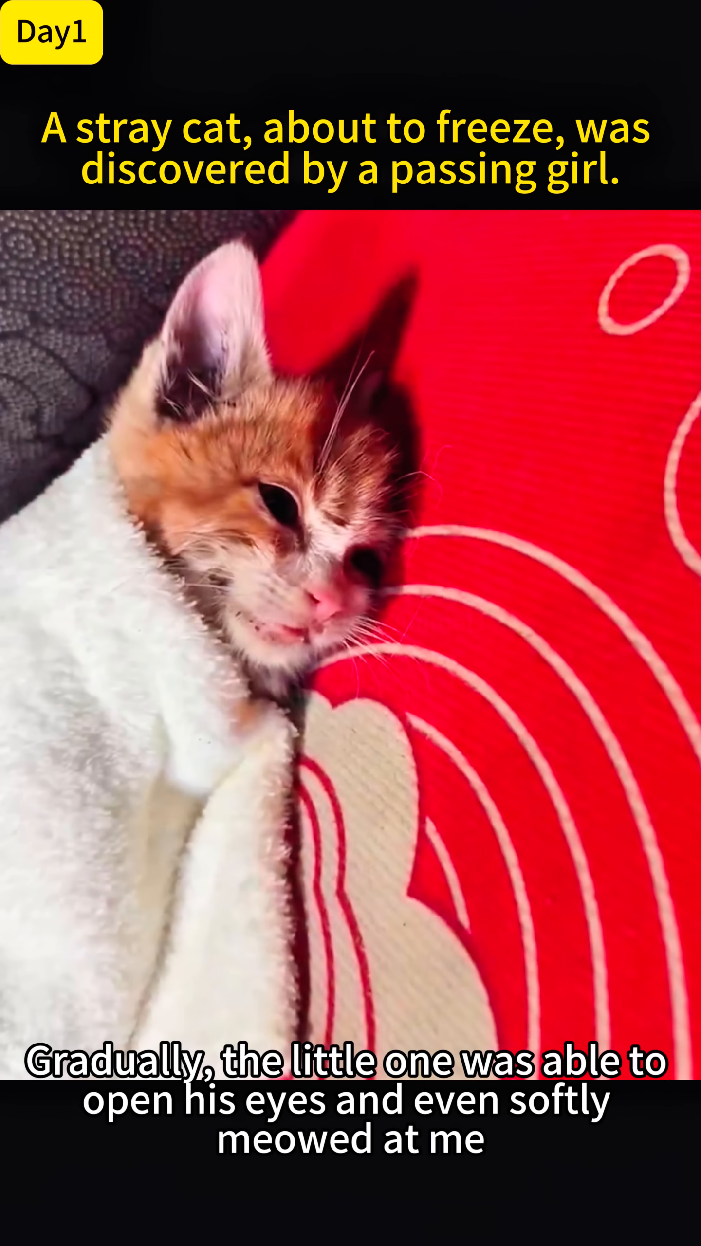A kitten being dried with a hairdryer, wrapped in a towel.