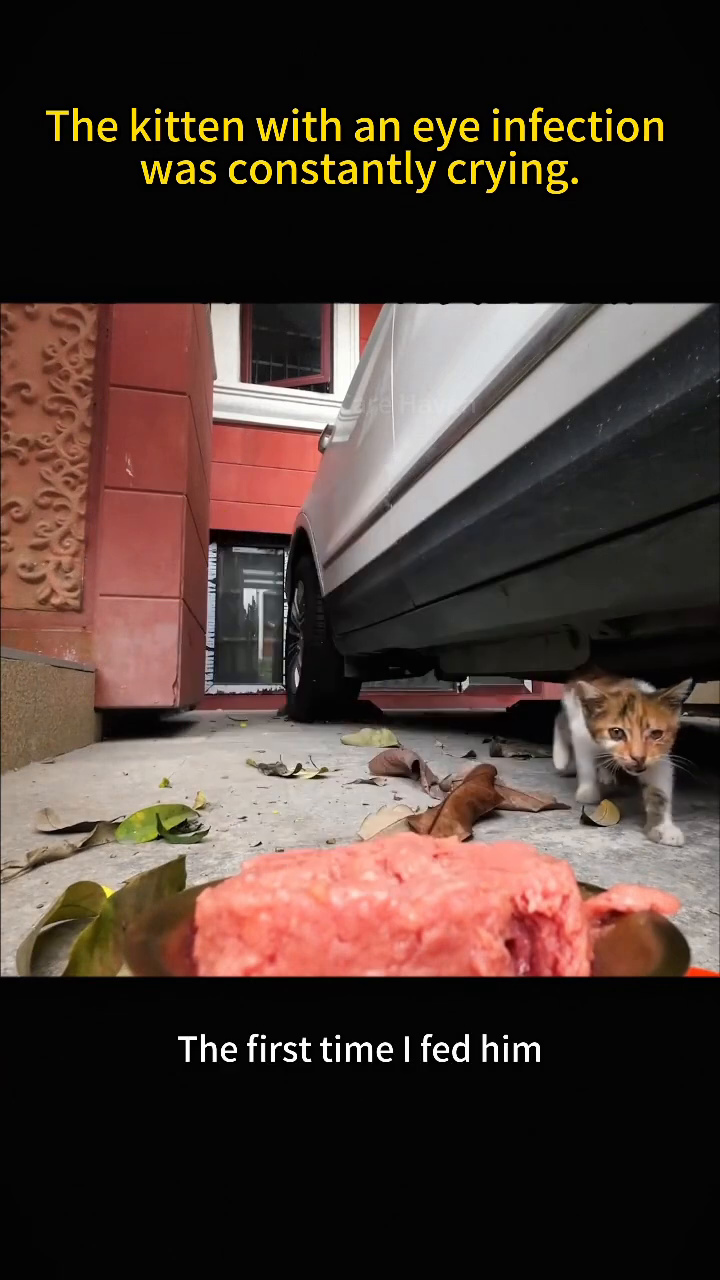 A kitten, with its eyes clearly showing signs of infection, is eating from a plate of food.