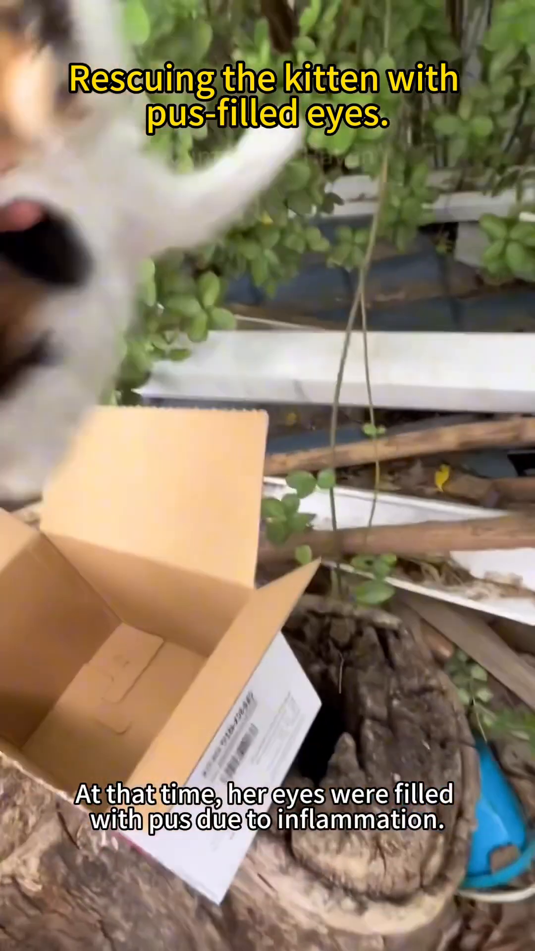 A hand gently placing a calico kitten into a cardboard box.