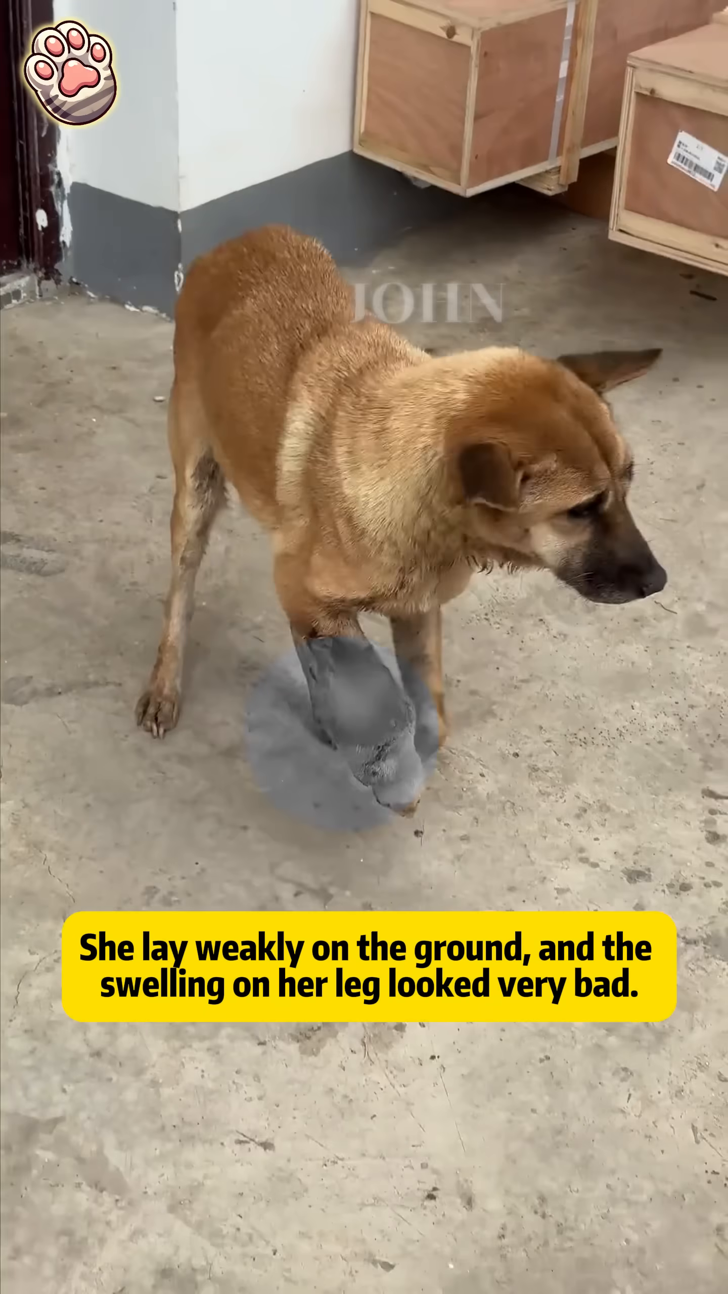 The mama dog is being gently led by a leash, but she is pulling back and looking distressed.