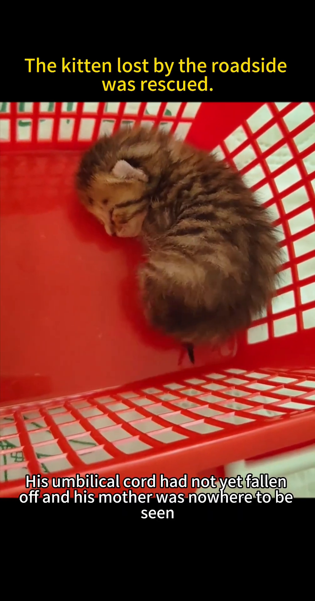 A very small kitten curled up, appearing weak and frail.