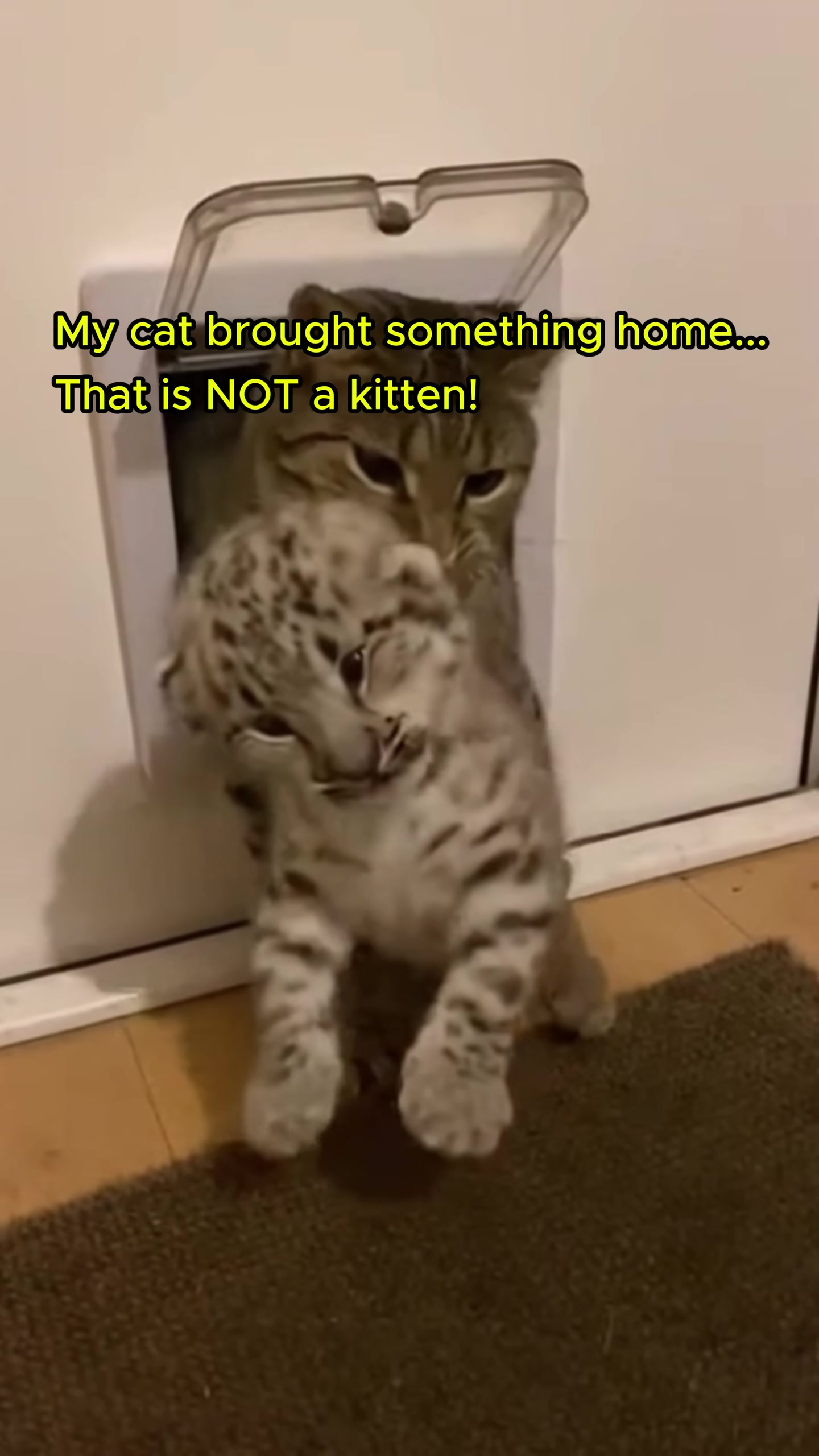 The owner's shock as they realize the cub is a snow leopard, not a kitten.