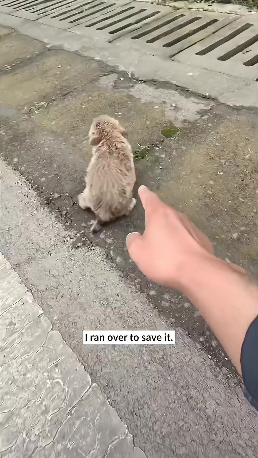 A hand reaching out towards a small, scared puppy on the side of the road.