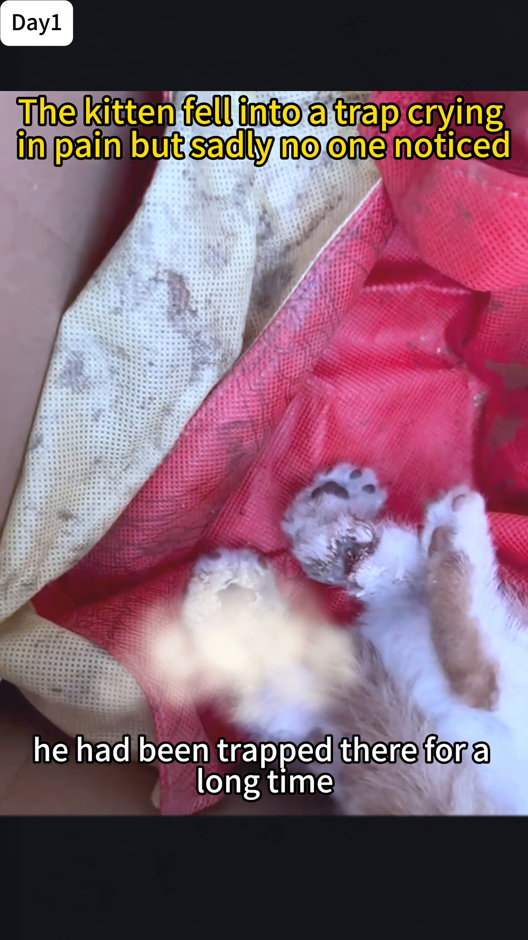 The kitten is being gently held by a person, its injured leg visible.
