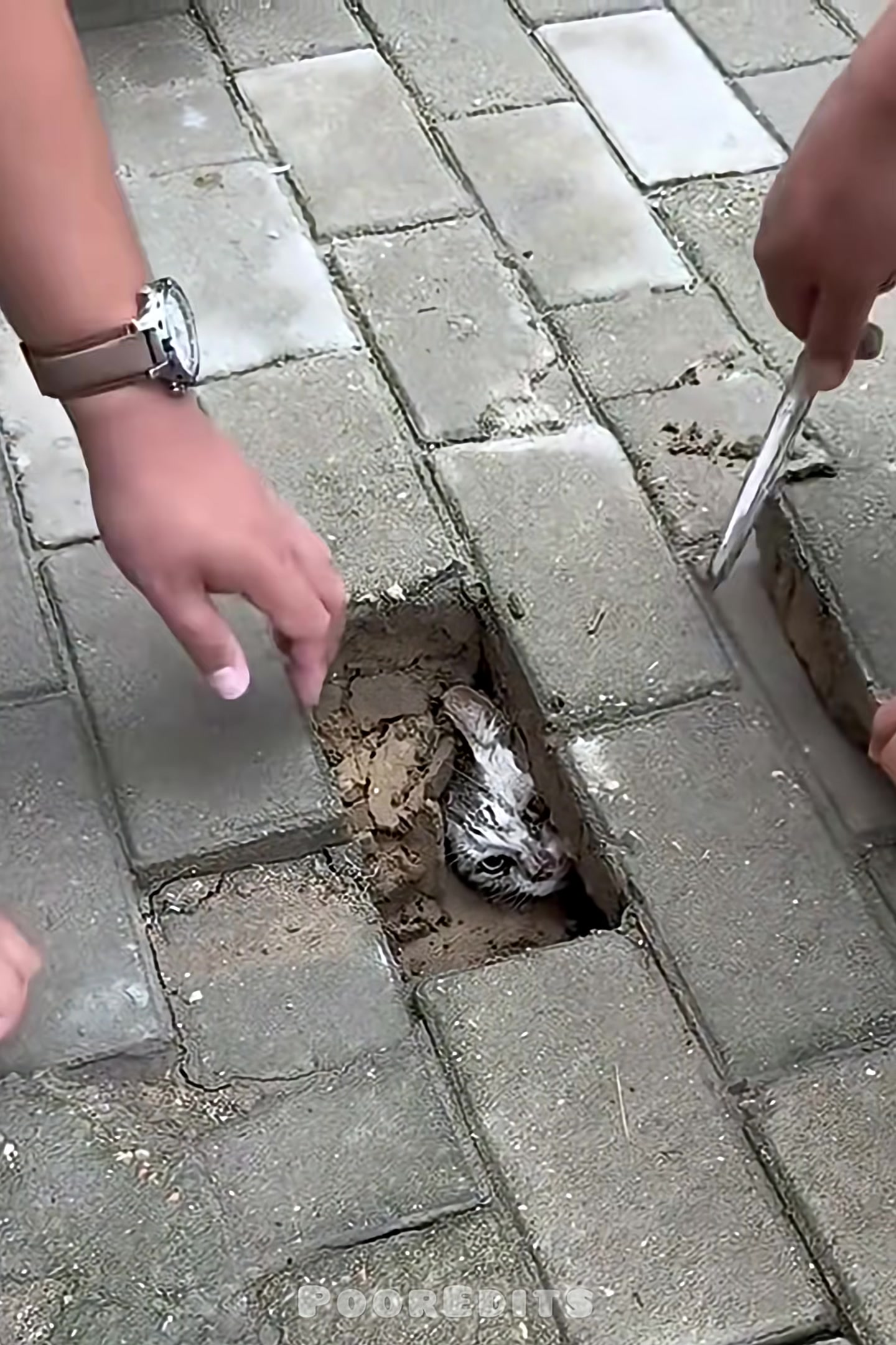 The rescued kitten, covered in dirt, is held gently by a person.