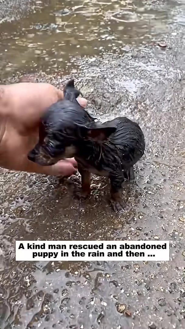 A man's hand gently reaches out to pick up a small, wet black puppy from the ground.