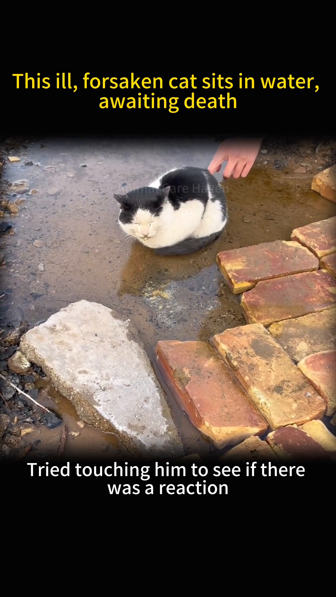 A person's hand gently reaches out to touch the sick cat in the water.