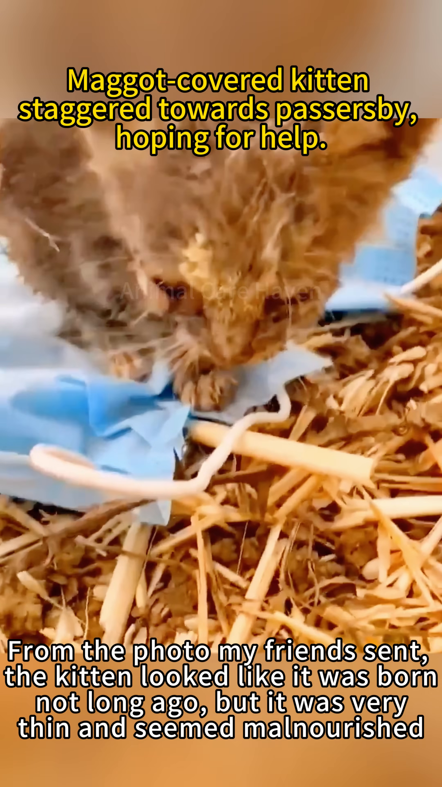 Close-up of the kitten's face, showing its emaciated features and matted fur.