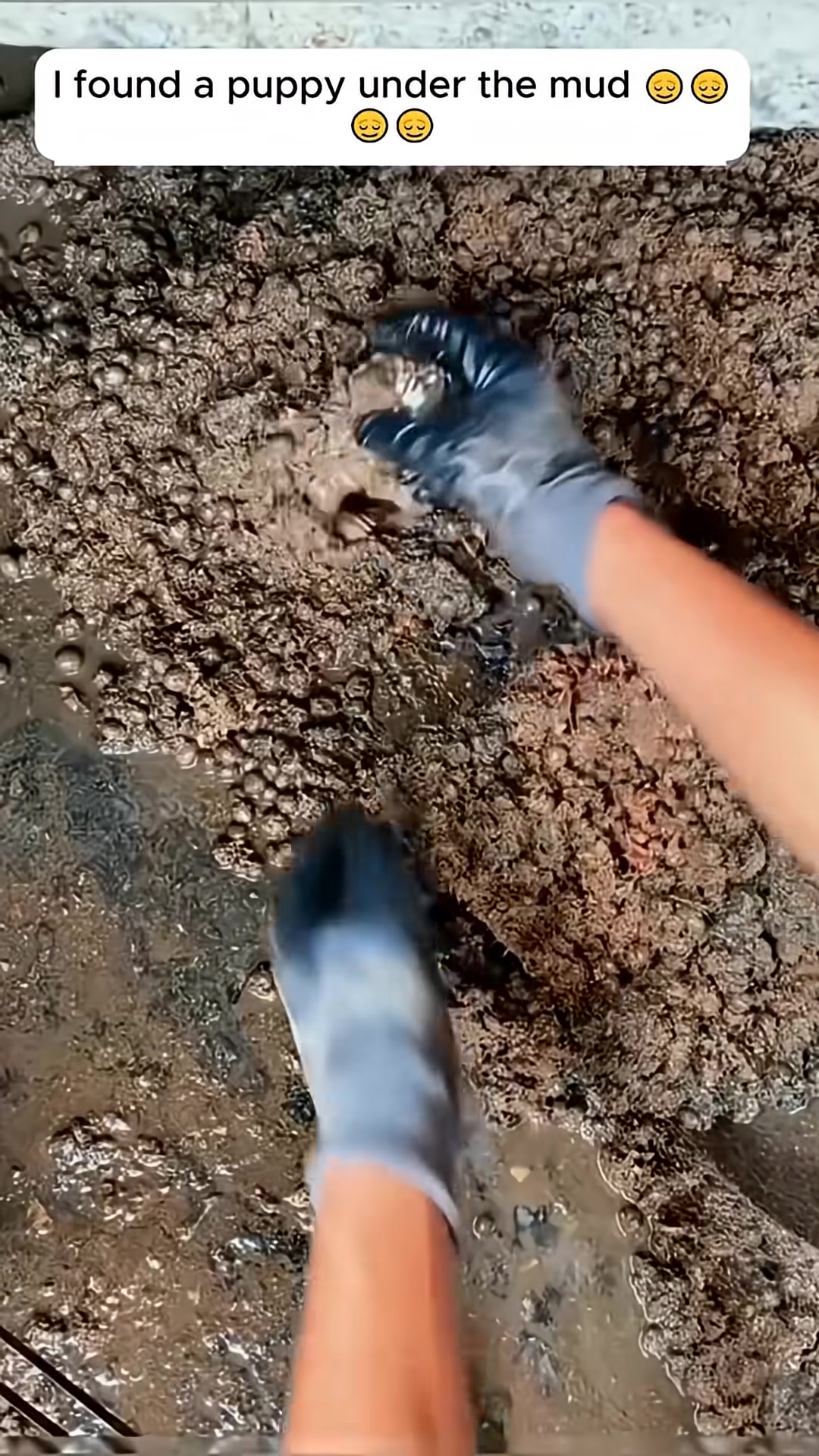 A person's gloved hands gently dig into the mud, revealing more of the puppy.