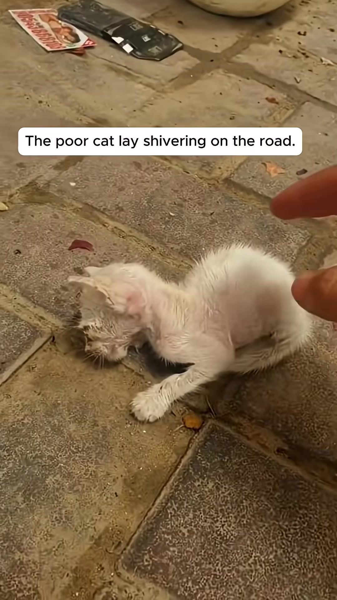 A person's hand gently reaches out to comfort the distressed kitten.