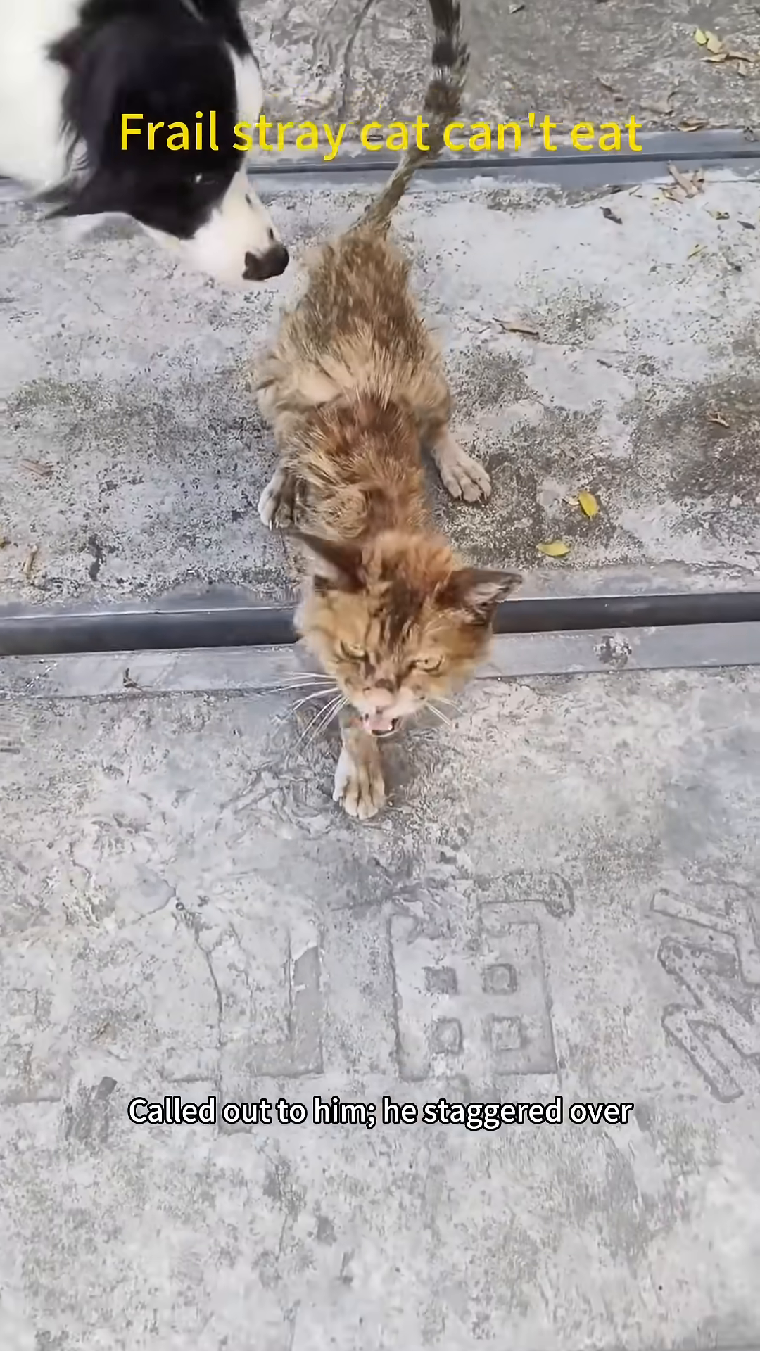 A woman's hand reaches out towards the frail cat.