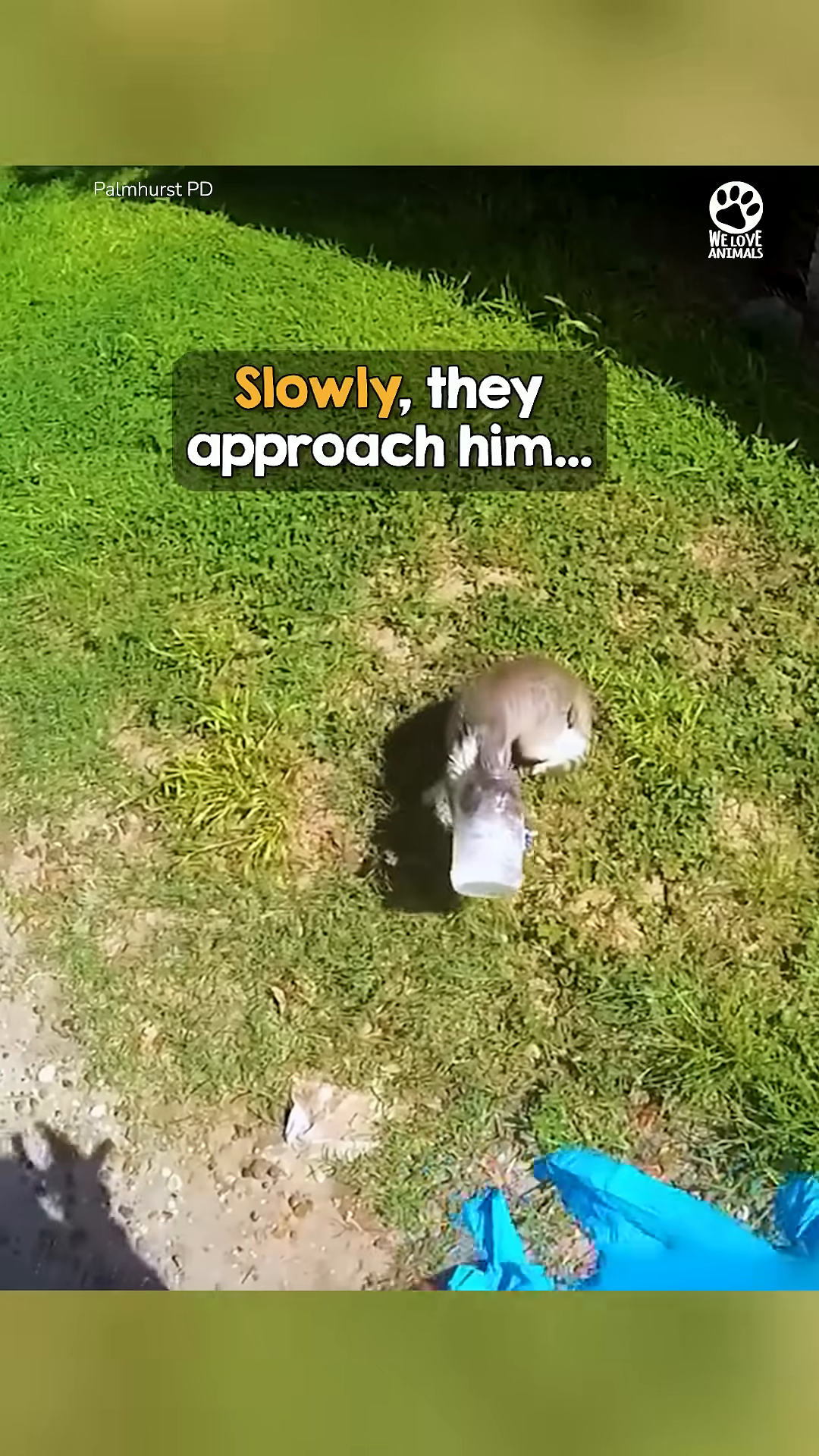 Officers slowly approach the frightened kitten trapped in a jar.