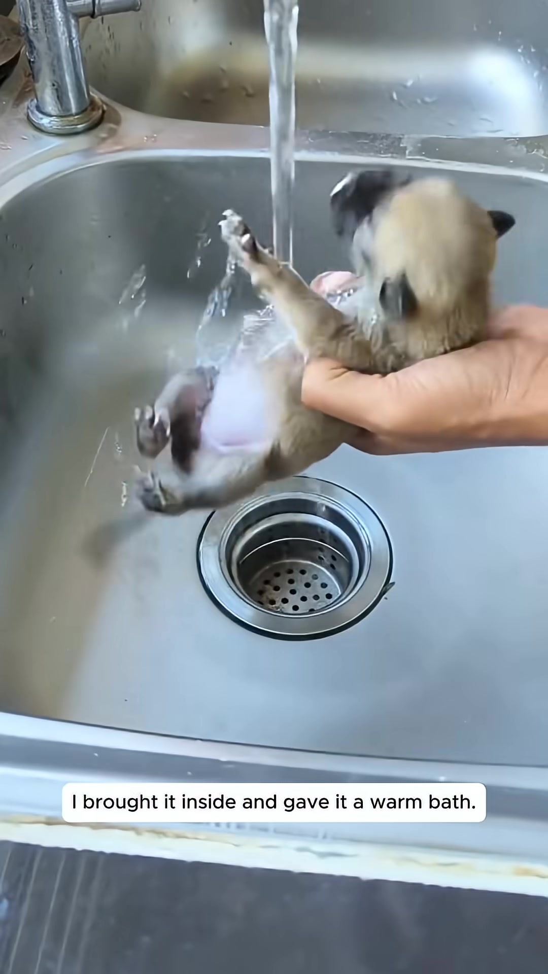 A person gently bathes a tiny puppy in a sink.