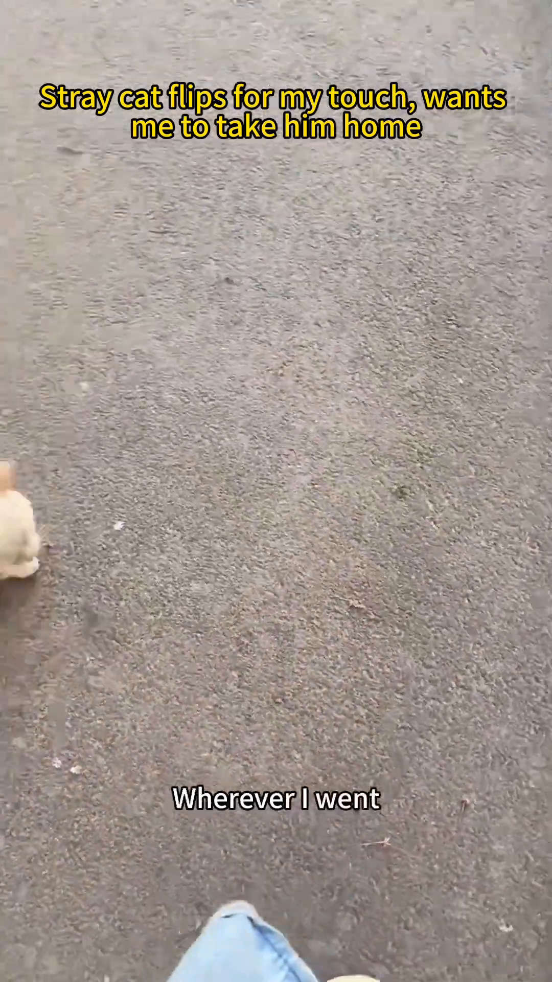 The stray cat lying on its back, completely vulnerable, as a sign of trust.