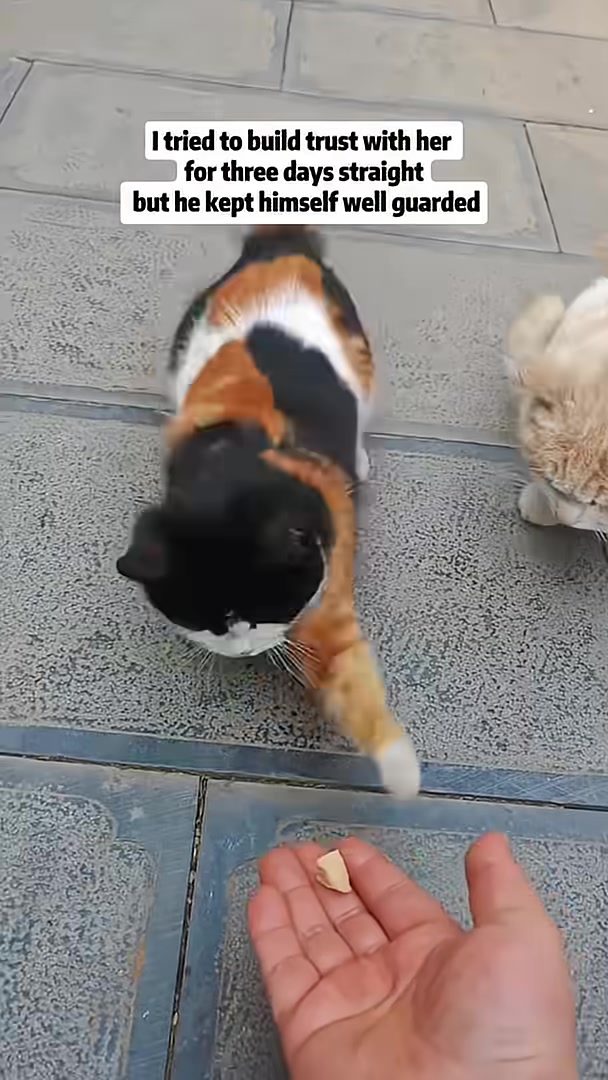 The calico kitten darts away from a hand offering food, resembling a small rabbit.