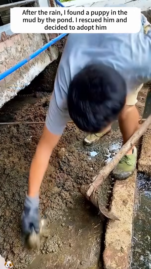 A person gently reaches out to rescue the tiny puppy from the mud.