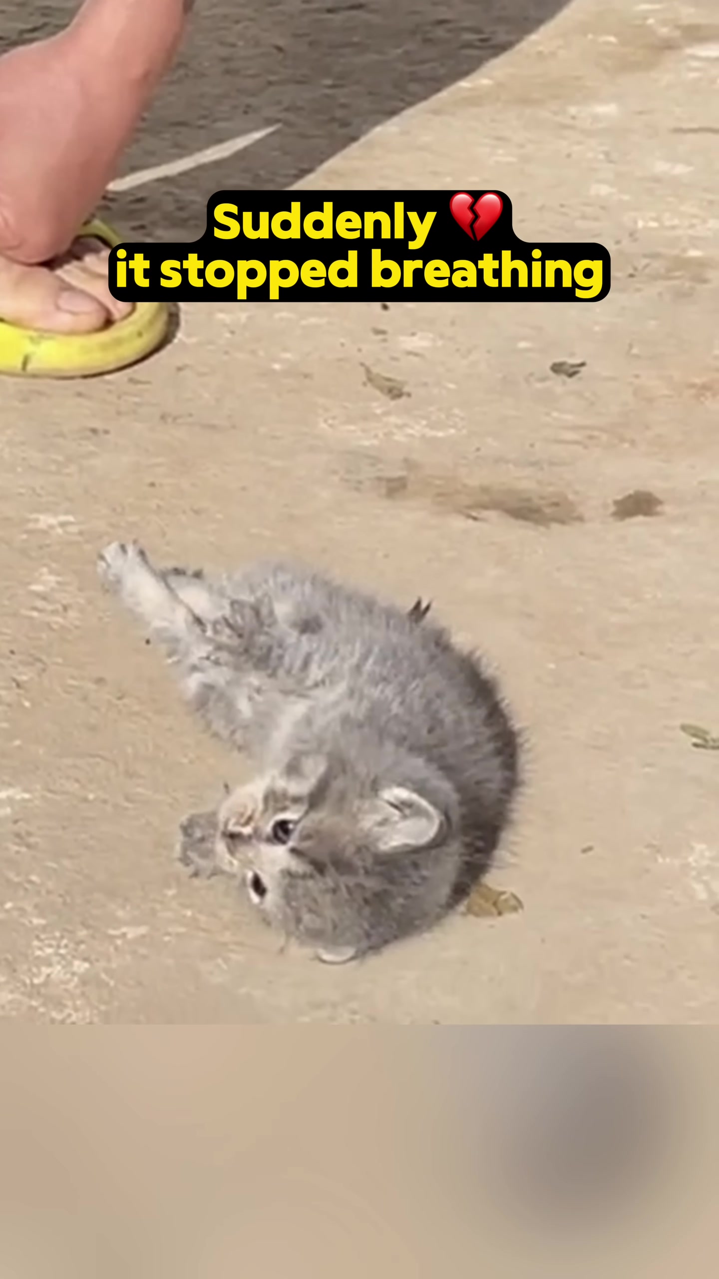 Close-up of the kitten's face, eyes closed, appearing lifeless.