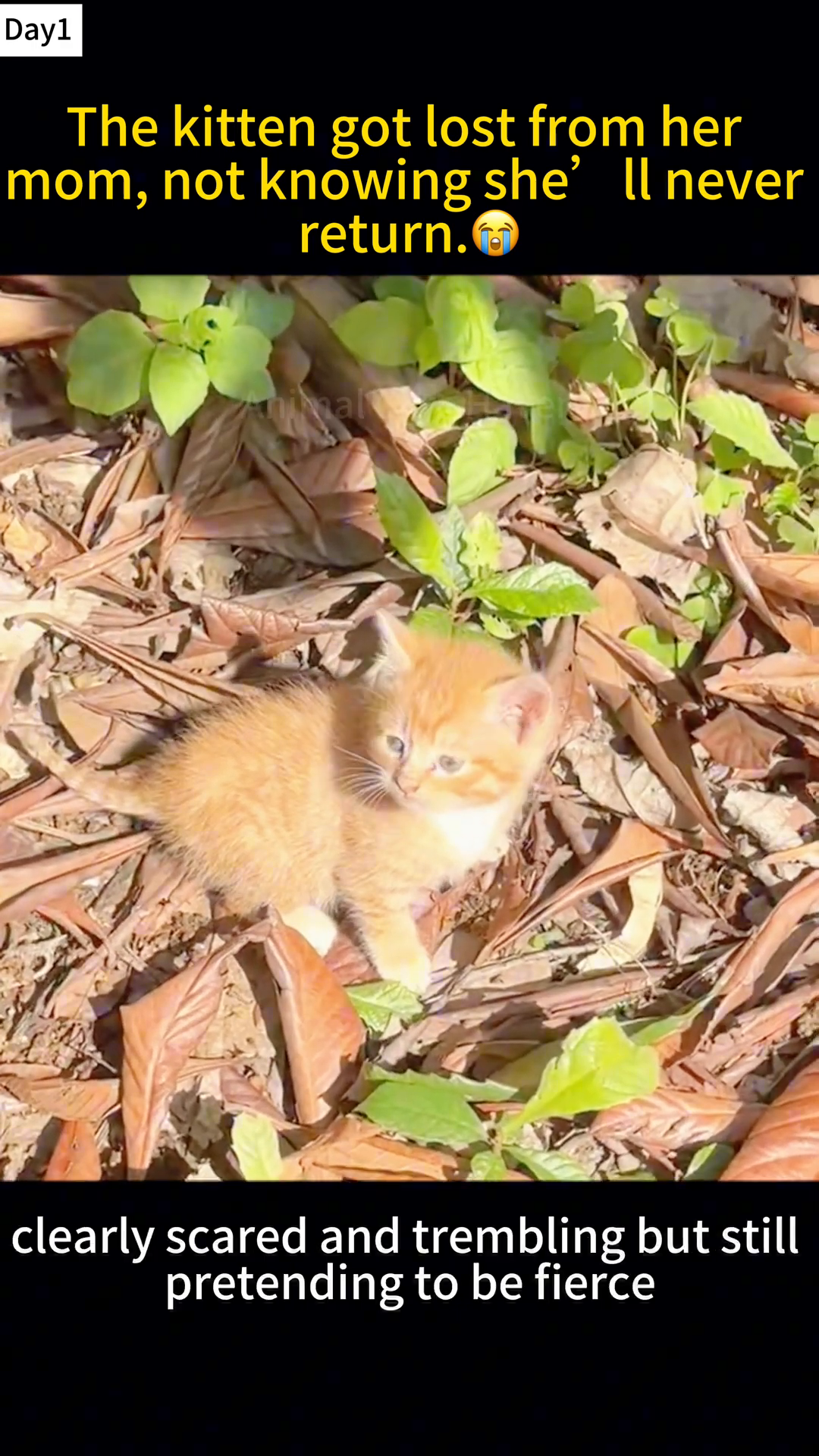 Close-up of the scared kitten, looking directly at the camera with wide eyes.