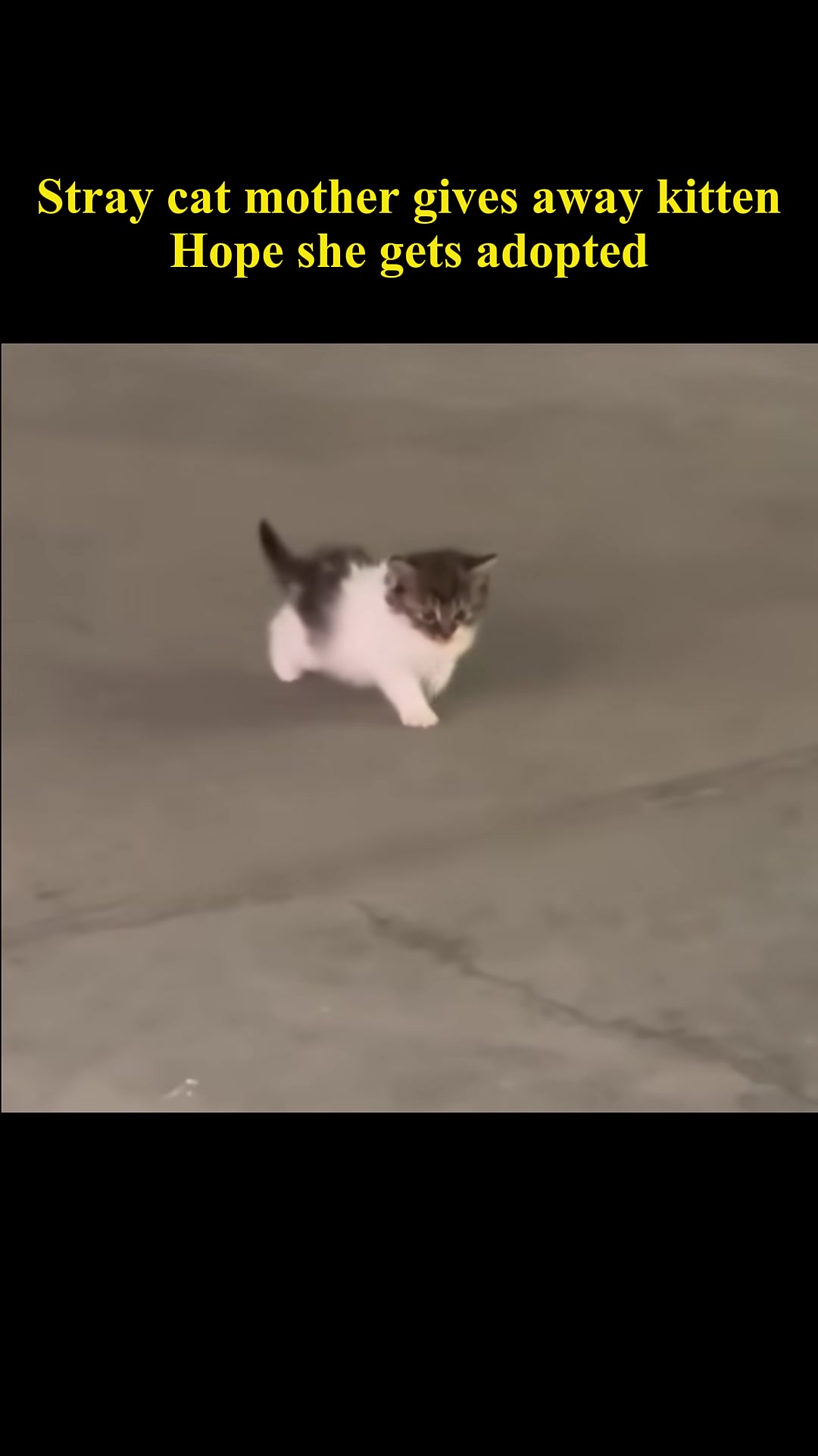 The kitten looks back with uncertainty as its mother urges it forward.
