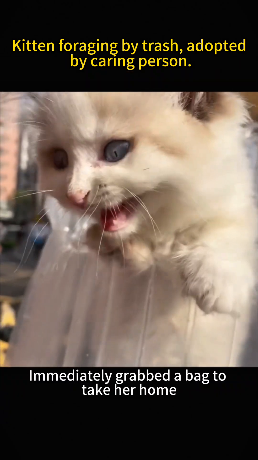 A close-up of the fluffy white kitten looking up with wide blue eyes, appearing vulnerable.
