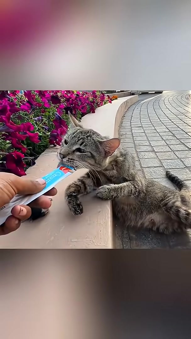 The distressed mother cat eagerly licks a creamy treat offered by a kind hand.