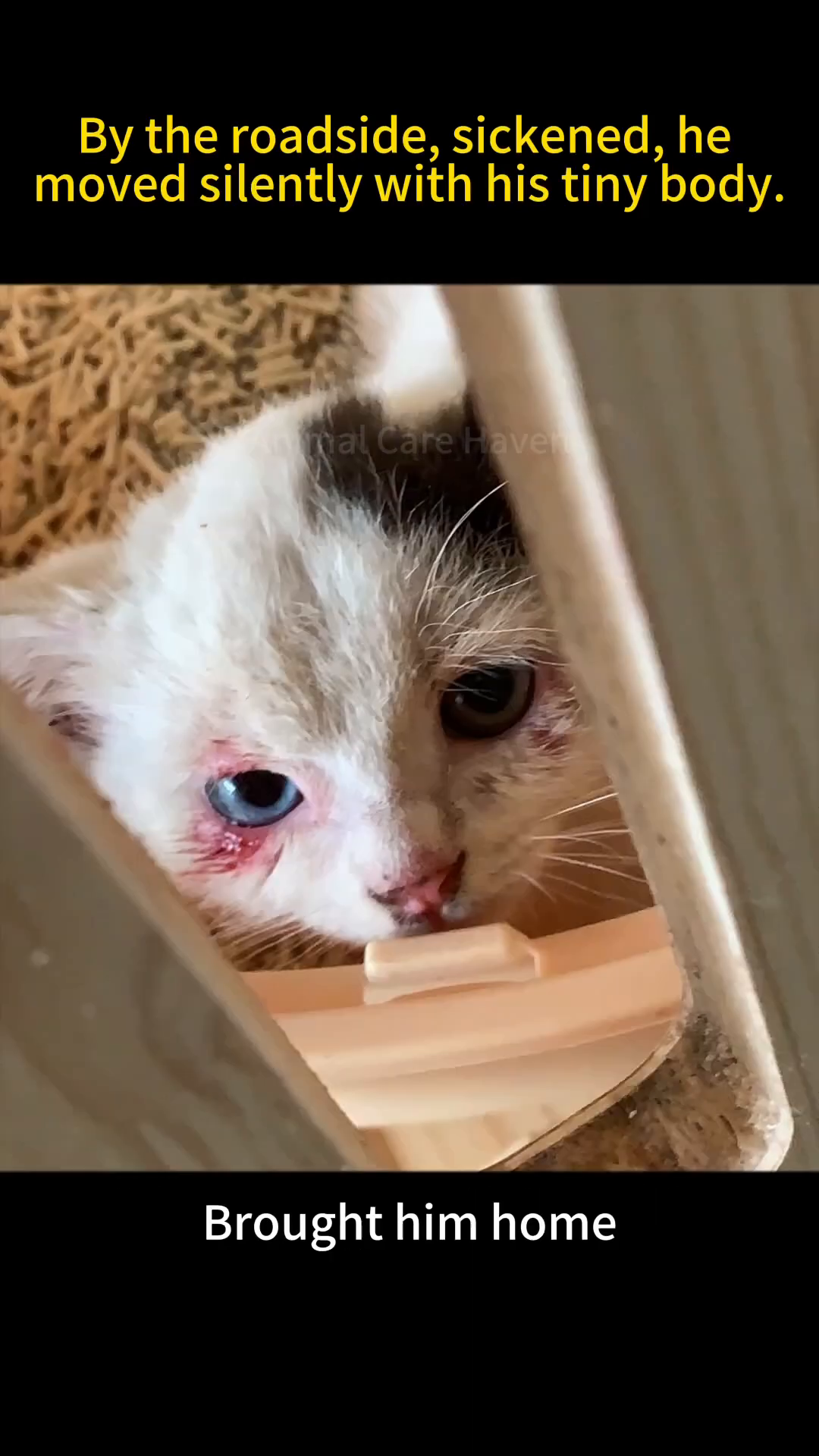 Close-up of a very young, sick kitten with red, irritated eyes, peeking out from a box.
