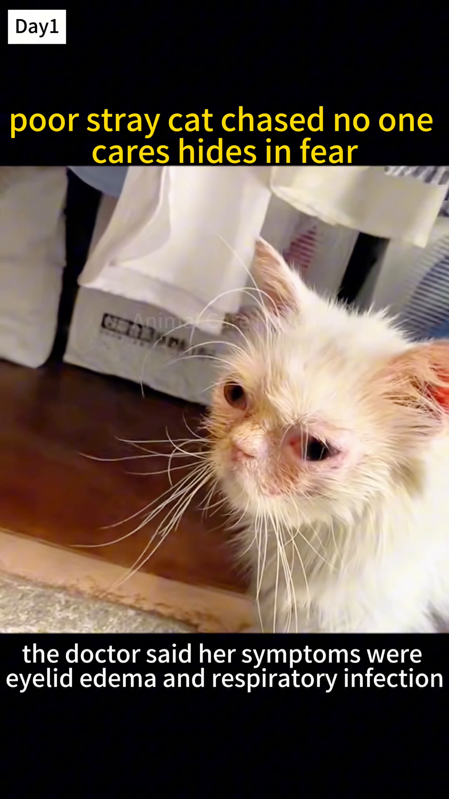 Close-up of a sick white cat's face, showing swollen, red eyes and a general look of discomfort.