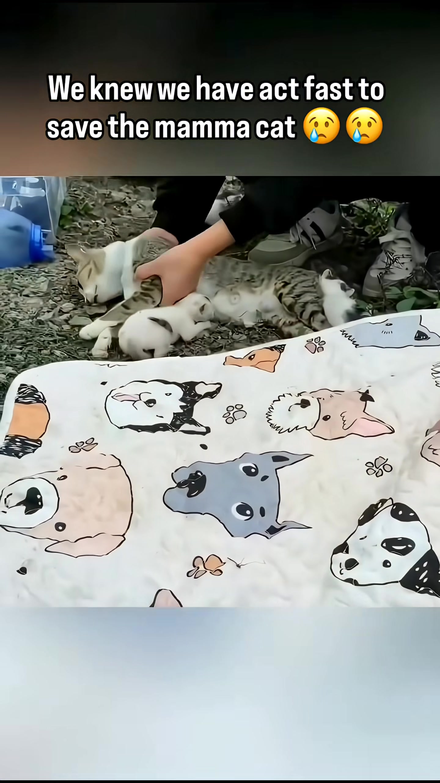 Rescuers administer initial treatment to the mother cat, who is not breathing.