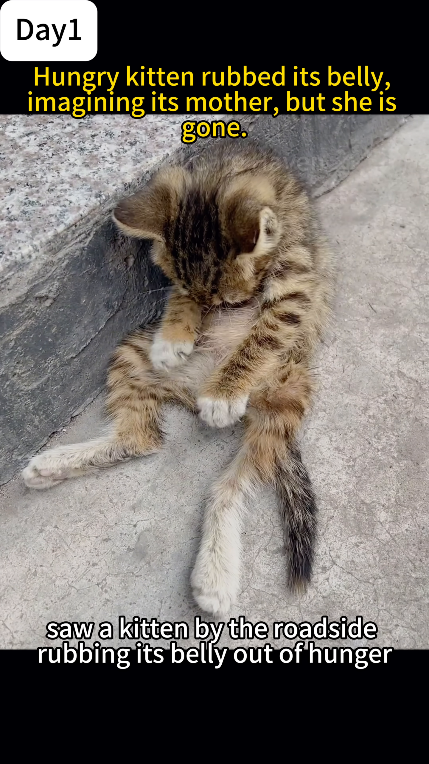A hand holds a package of kitten milk replacer and a pouch of wet cat food.