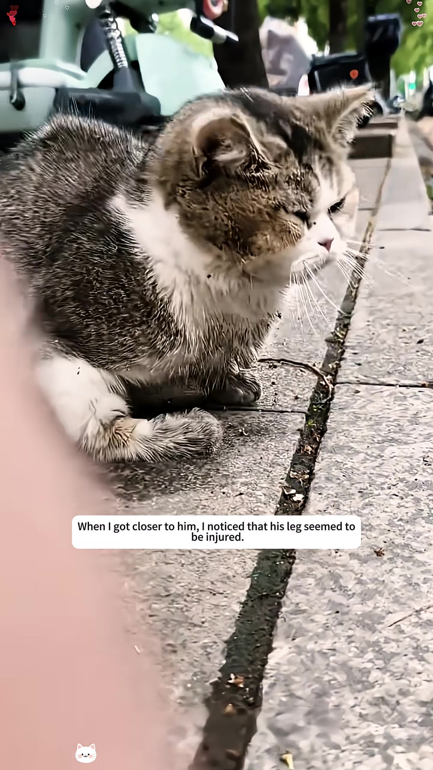 Close-up of the injured cat attempting to lift itself up.