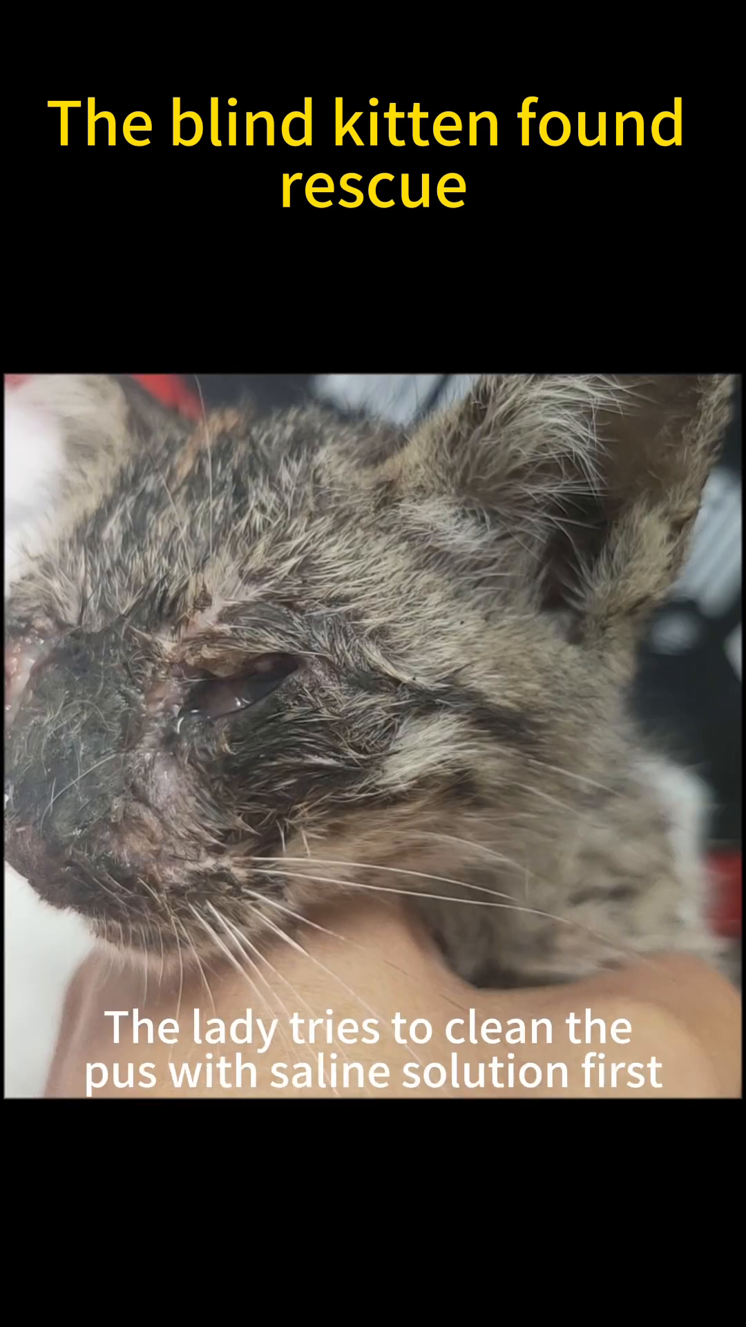 A hand gently cleans the kitten's inflamed eyes with a cotton swab.