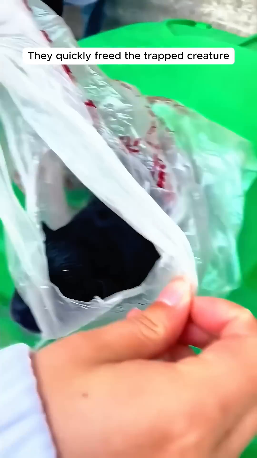 A newborn puppy is being freed from a plastic bag.