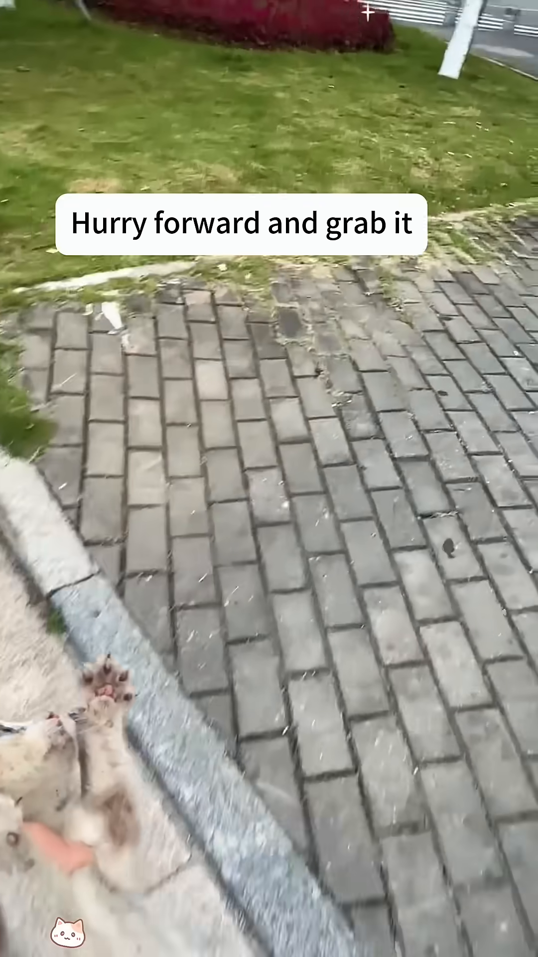 A person's hand is reaching out to grab a small kitten that is lying on the ground.