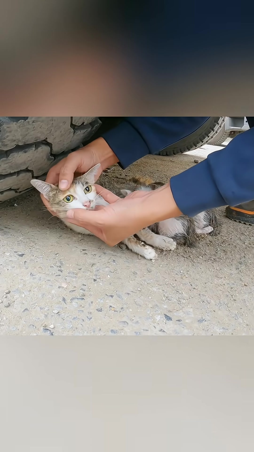 The rescuer gently pets the mother cat's face, trying to soothe her fear.