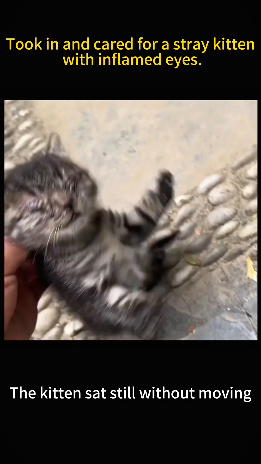 A hand gently strokes the head of a very young kitten with severely swollen and closed eyes.