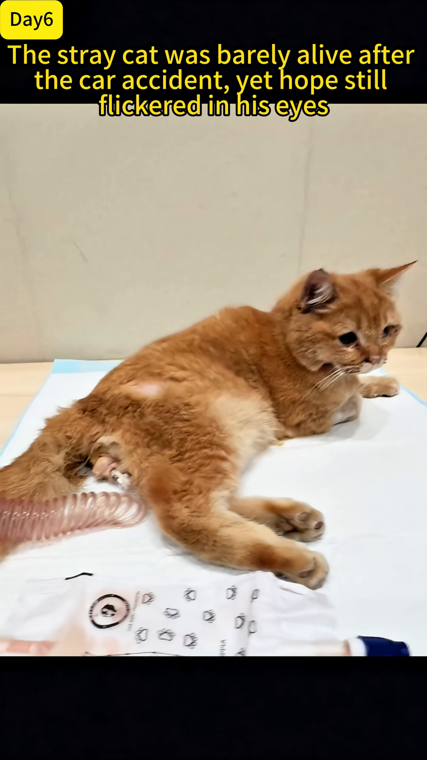 The injured cat lies on a sterile surface, his face and body showing signs of trauma.