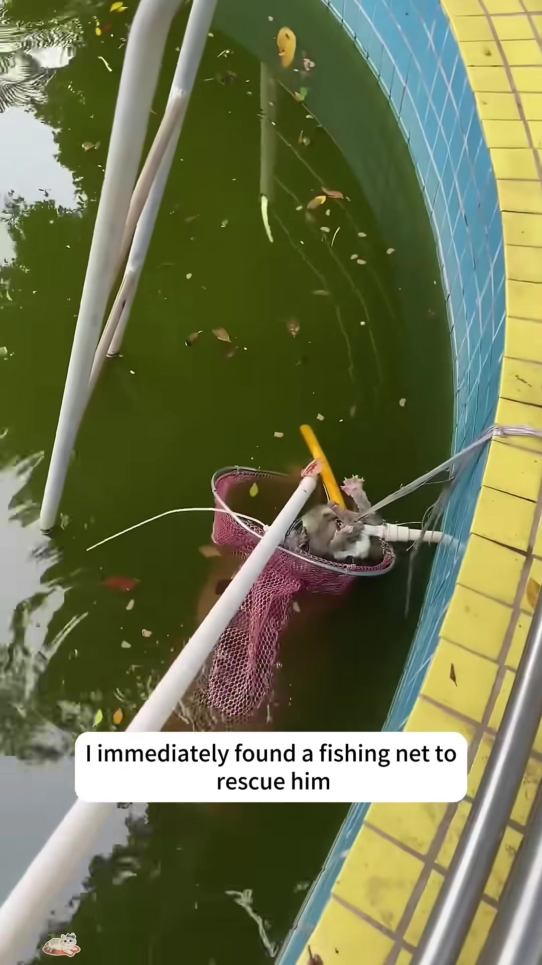 A fishing net carefully scooping the soaking wet kitten from the murky water.